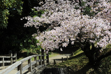 Obraz premium Cherry blossom with sakura tree in full bloom and blossom in a Japanese garden in spring with a bridge in Tokyo, Japan