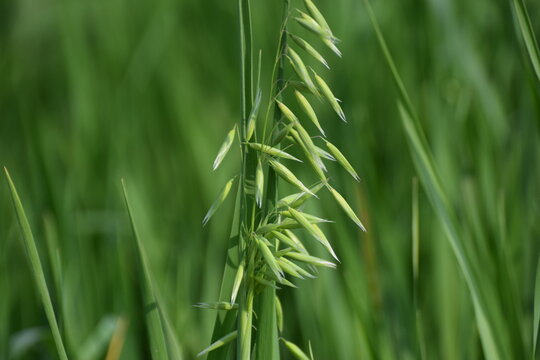 avena fatua, Oat, Wild oat (Avena fatua). Poaceae. Bifidus. A weed that grows in clusters along roadsides. Wild oats like weeds growing in a field (Avena fatua, Avena ludoviciana)