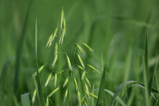 black magic plant BLACK MAGIC TARO main image 0