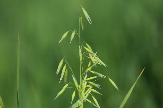 avena fatua, Oat, Wild oat (Avena fatua). Poaceae. Bifidus. A weed that grows in clusters along roadsides. Wild oats like weeds growing in a field (Avena fatua, Avena ludoviciana)