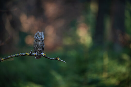European scops owl ( Otus scops )