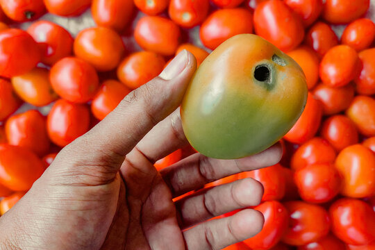 Tomato damaged by fruit borer insect pest held by farmer hand. A close-up shot of a hand holding a fresh tomato showing a deep hole caused by a fruit borer or tomato fruitworm. In the background,