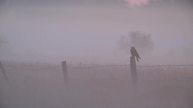 A carrion crow perches on a fence post in a wet moorland meadow in the morning mist, summer, north rhine westphalia (corvus corone), germany