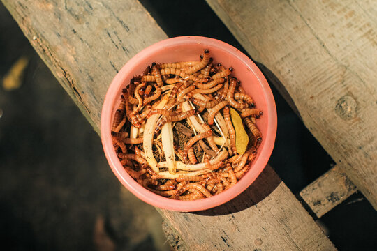 High protein mealworms or superworms in a bowl for pet food and animal feed. Ideal for themes involving exotic pet care (reptiles, birds, fish), organic animal farming, sustainable protein sources.