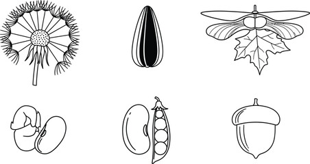 Collection of various plant seeds and pods featuring dandelion sunflower maple bean pea and acorn in a minimalist black and white line art vector illustration ideal for educational or nature-themed de © Zohaib