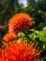 Scadoxus Multiflourus Blood Lily with Soft Background