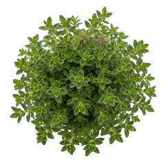 Obraz premium A vibrant and lush green shrub with numerous small leaves