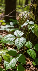 Lush poison ivy leaves climbing a tree trunk.