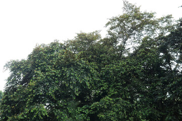 Obraz premium Overgrown Vegetation Covering Woodland Top. Thick Creeper Layer On Mature Trees. Dense Green Mass In Natural Setting. Wild Plant Growth Forming Living Canopy