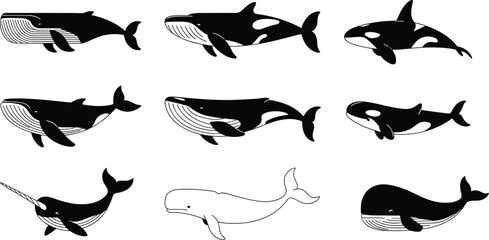 Cartoon-style illustration of whale and marine mammal icons including blue whale, humpback, orca, narwhal, and sperm whale for ocean, wildlife, and educational themes © Sharon 