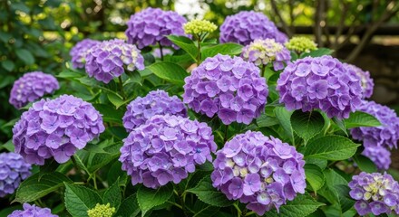 Lush Purple Hydrangeas in Full Bloom - A Garden Delight.