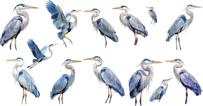 Watercolor Great Blue Heron Clipart Set