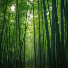 Fototapeta premium Lush Bamboo Forest Canopy - A Serene Green Landscape.