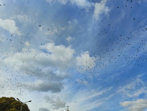 flock of birds flying across a blue cloudy sky high quality hd horizontal photo image wallpaper background
