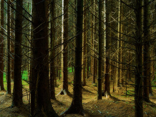 Fototapeta premium Sunlight filters through a dense canopy of tall pine trees onto the quiet forest floor covered in needles and green patches.