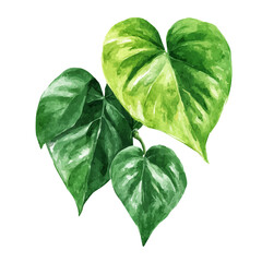 Heartleaf Philodendron, watercolor illustration, vector style, isolated on a white background. © Andrews
