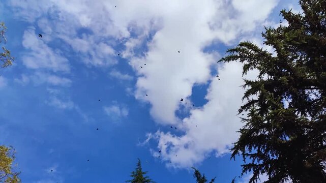 flock of birds flying across a blue sky in the sky with clouds high quality hd horizontal video