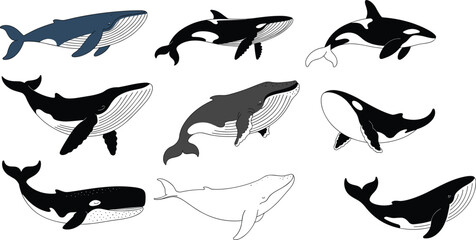 Stylized illustration of whale and orca icons in varied artistic designs, poses, and line details for marine, ocean, wildlife, and decorative themes © Sharon 