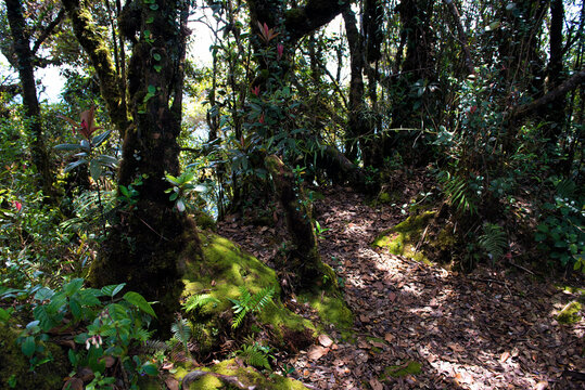 Mystical Mossy Forest Landscape in Cameron Highlands, Malaysia - Ancient trees blanketed in vibrant green moss under soft filtered sunlight. Twisted roots and dense undergrowth.