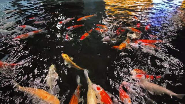 Many Koi in the pond, a pet believed to bring wealth to its owner. Beautiful fishes is popular in Asia, many species, the popular species is Japanese