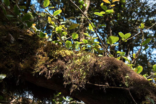 Mystical Mossy Forest Landscape in Cameron Highlands, Malaysia - Ancient trees blanketed in vibrant green moss under soft filtered sunlight. Twisted roots and dense undergrowth.