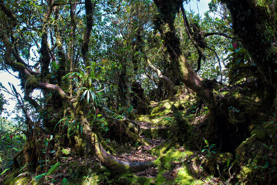 Mystical Mossy Forest Landscape in Cameron Highlands, Malaysia - Ancient trees blanketed in vibrant green moss under soft filtered sunlight. Twisted roots and dense undergrowth.
