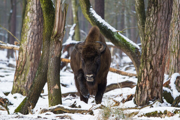 Rodzina żubrów  w starym lesie Pszczyny Jankowic Polska © kubikactive