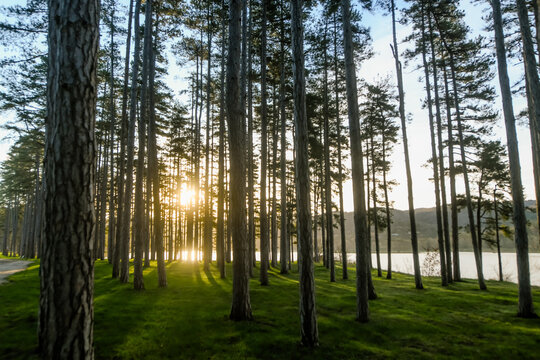 Beautiful landscape of a sunrise over the forest with a lake in the background
