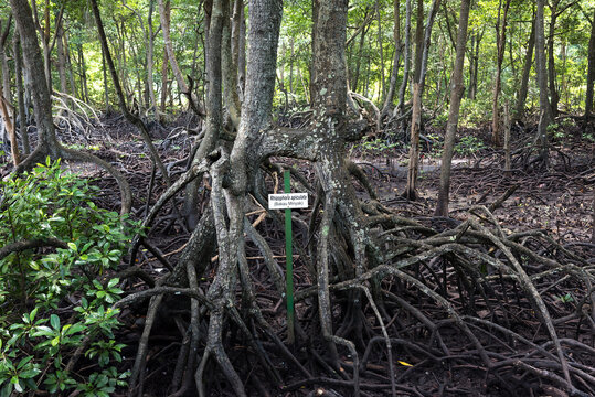 Dense Rhizophora Apiculate Mangrove Forest with Exposed Aerial Roots in Coastal Wetland - Mangrove roots spreading across muddy tidal ground near calm water.