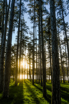 Beautiful landscape of a sunrise over the forest with a lake in the background