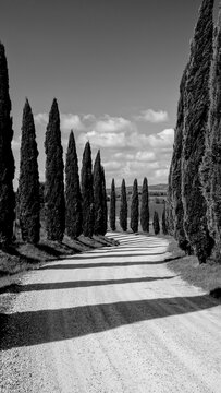 Panorami in bianco e nero della Toscana. Veduta collinare della Val d'Orcia lungo il percorso ciclistico dell'Eroica. Provincia di Siena. Toscana , Italia	