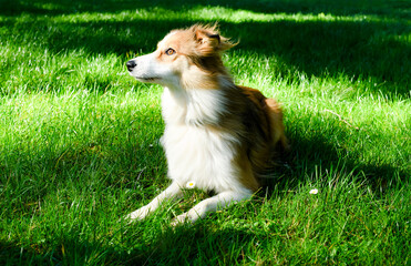 Pretty border collie in the fresh grass