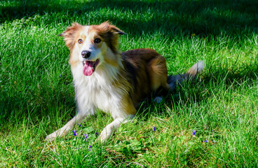 Pretty border collie in the fresh grass