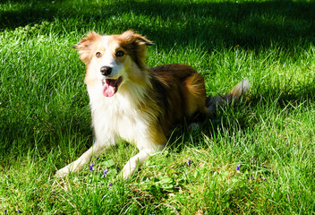 Pretty border collie in the fresh grass