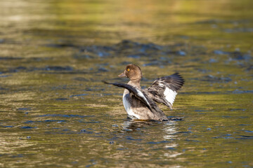 Female common goldeneye, Bucephala clangula spreading its wings while swimming in the river in Finnish nature