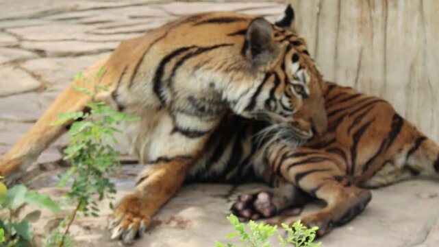 Bengal tiger lying on a stone surface and licking its paw