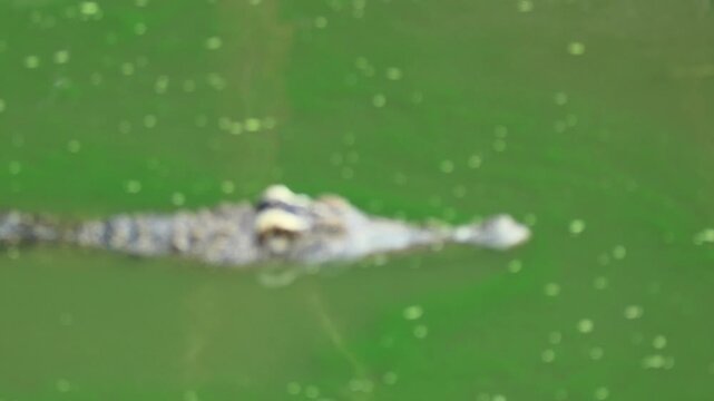 Large Crocodiles Swimming in Dark Green Algae-Covered Water with Its Head Visible Above the Surface.