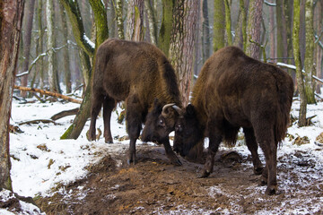 Rodzina żubrów  w starym lesie Pszczyny Jankowic Polska © kubikactive