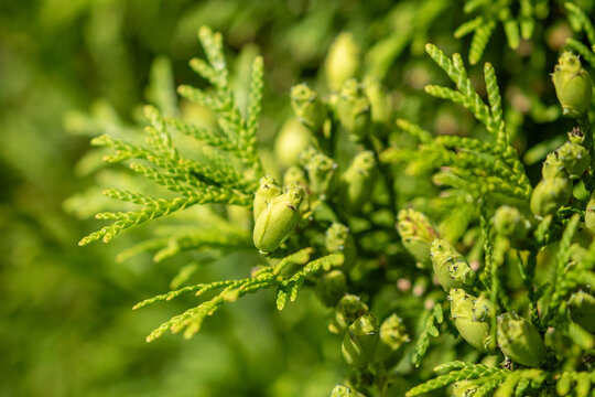 Green branches of Thuja occidentalis, also known as northern white cedar, eastern white cedar or arborvitae. Branch of evergreen coniferous tree on green background