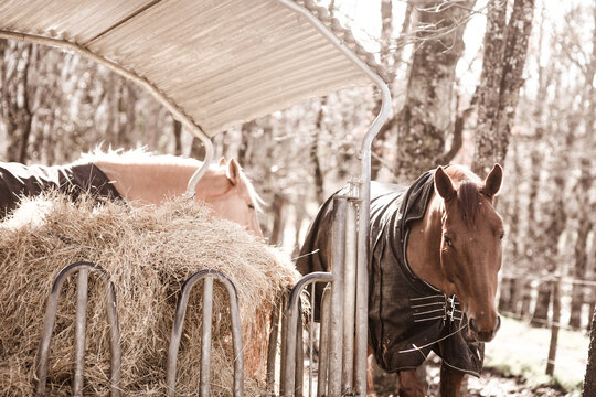Horses in the pasture near their manger.