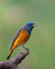 Male Blue-fronted Redstart (Phoenicurus frontalis) Singing on Branch at Sattal, Uttarakhand &ndash; Himalayan Songbird in Natural Habitat