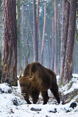 Rodzina żubrów  w starym lesie Pszczyny Jankowic Polska © kubikactive