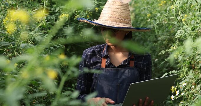 Young farmer checking tomatoes in greenhouse using digital tablet