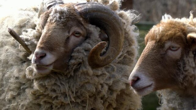 Close-up portrait of a ram with large curved horns grazing in a field