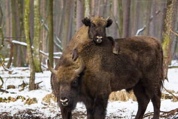 Rodzina żubrów  w starym lesie Pszczyny Jankowic Polska © kubikactive