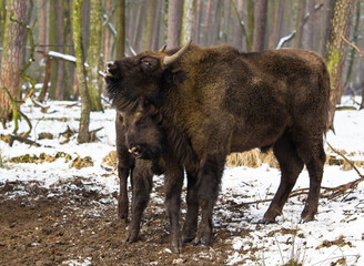 Rodzina żubrów  w starym lesie Pszczyny Jankowic Polska © kubikactive