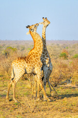 Giraffe (Giraffa camelopardalis) bulls fighting for dominance, Kruger national park, South Africa. © andreanita