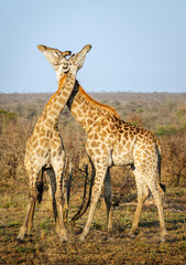 Giraffe (Giraffa camelopardalis) bulls fighting for dominance, Kruger national park, South Africa. © andreanita