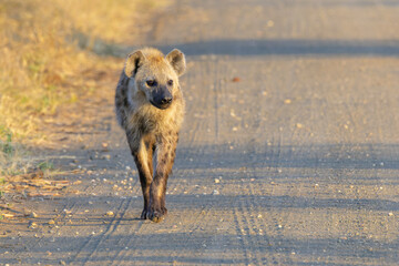Spotted hyena (Crocuta crocuta) walking on the road, Kruger national park, South Africa.