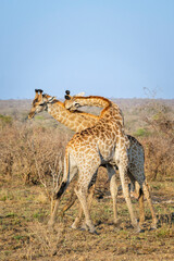 Giraffe (Giraffa camelopardalis) bulls fighting for dominance, Kruger national park, South Africa. © andreanita
